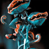 Dionaea Muscipula