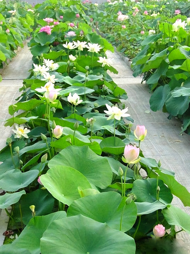 Bowl Lotus, Bonsai Series