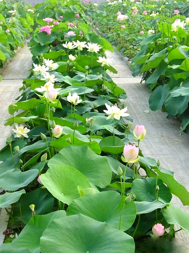 Bowl Lotus, Bonsai Series