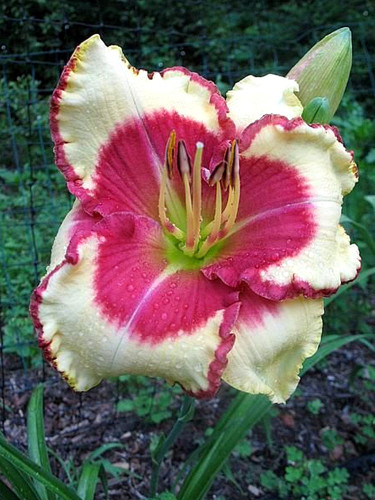 Hemerocallis 'Abilene Lillian'