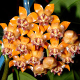 Hoya Praetorii, Golden