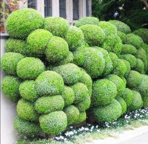 Juniper Balls, Green