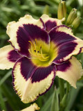 Hemerocallis 'Inkheart'