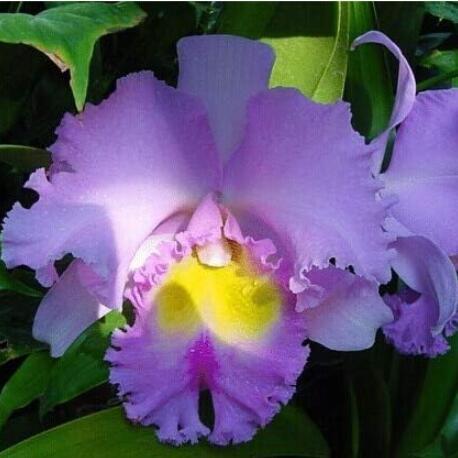 Cattleya Hybrida Flower, Purple