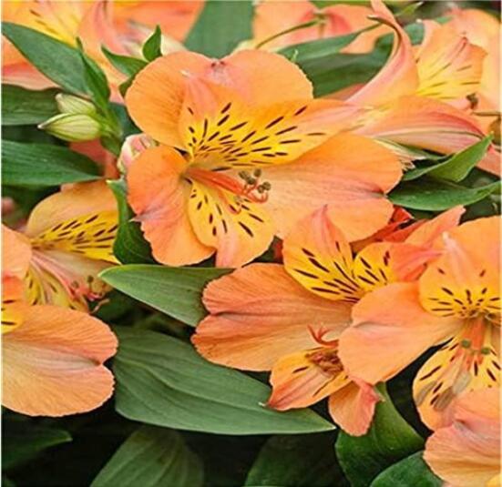 Peruvian Lily, Orange Red ' Tiger'