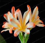 Gorgeous Clivia, White Orange