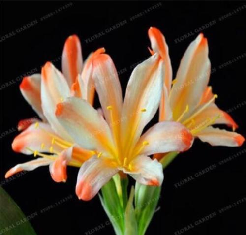 Gorgeous Clivia, White Orange