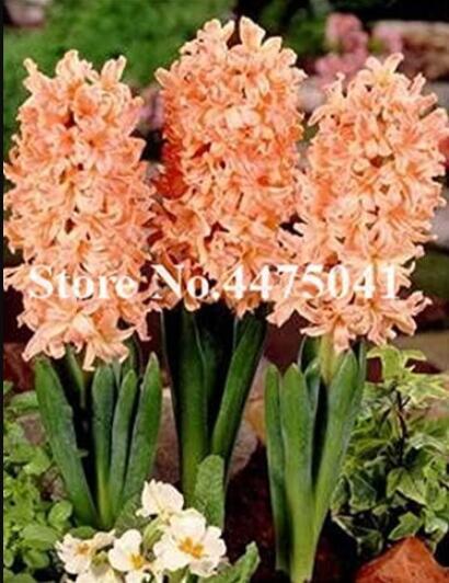 Hyacinthus Orientalis, Orange