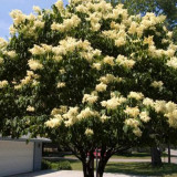 Japanese Syringa Linn Tree, Yellow