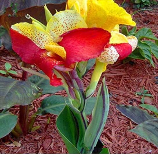 Canna, Colorful
