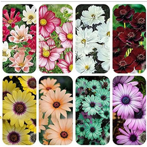 Cosmos, Mixed