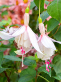 Fuchsia 'Annabel'
