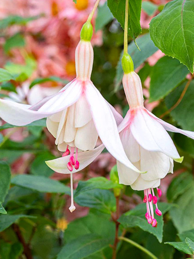 Fuchsia 'Annabel'