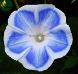 'Blue Fans' Blue White Morning Glory