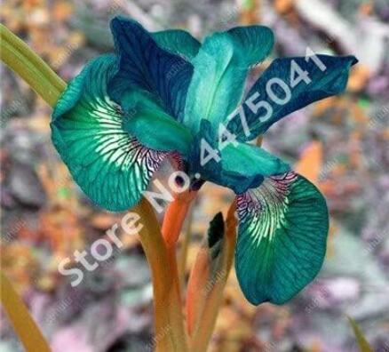 Rare Iris, Green-blue 'Tiger'