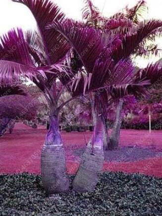 Japan Bottle Palm Tree
