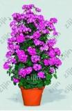 Climbing Geranium Flower, Purple