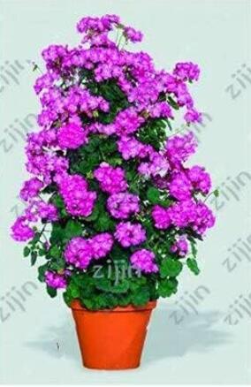 Climbing Geranium Flower, Purple