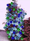 Climbing Clematis, Mixed
