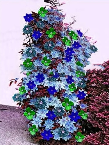 Climbing Clematis, Mixed