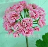 Rare Geranium, Pink Ball