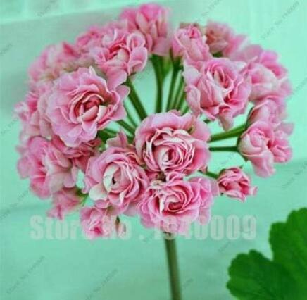 Rare Geranium, Pink Ball