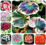 Geranium, Mixed