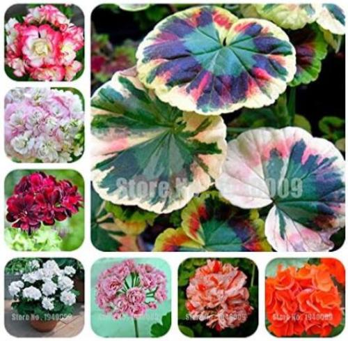 Geranium, Mixed