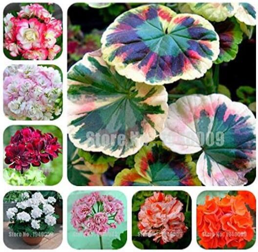 Geranium, Mixed