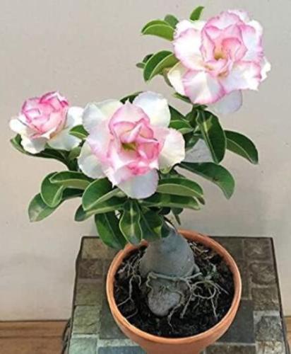Adenium Obesum, White Pinik 4-Layer