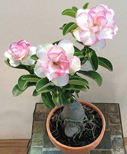 Adenium Obesum, White Pinik 4-Layer