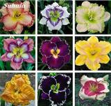 Hybrid Daylily Flowers, Mixed