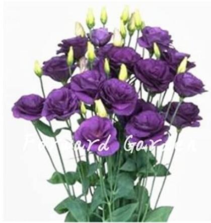 Eustoma, Dark Purple