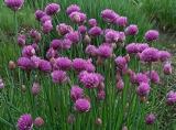 Chive Plant Allium schoenoprasum