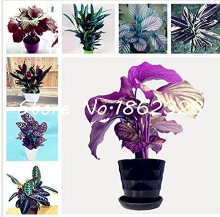 Calathea, Mixed