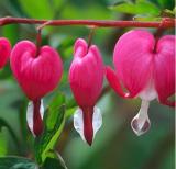 Dicentra Spectabilis, Pink