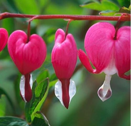 Dicentra Spectabilis, Pink
