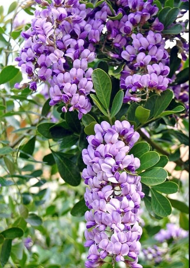 Sophora secundiflora