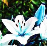 Lily Bulb, Rare