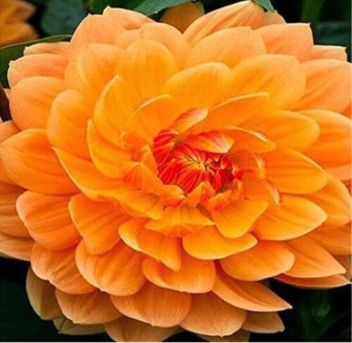 Garden Dahlia, Orange