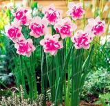 Narcissus, Pink & Rose Pink