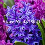 Hyacinthus, Purple & White Purple