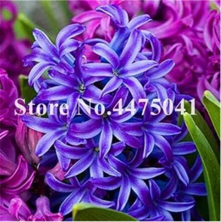 Hyacinthus, Purple & White Purple