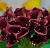 Calla Lily Bulbs, Blackish Red