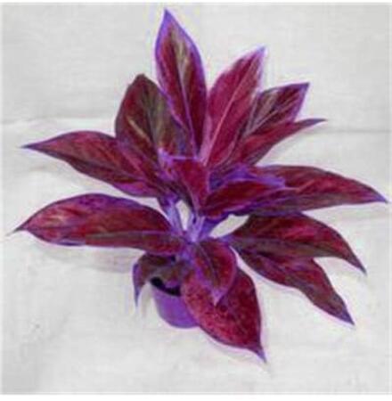Aglaonema Bonsai 'Pink Dud'