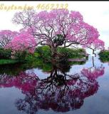 Paulownia, Pink