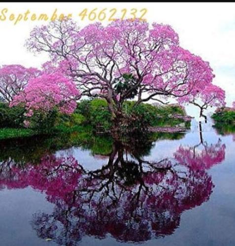 Paulownia, Pink