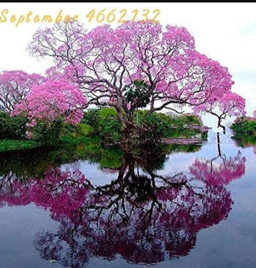 Paulownia, Pink