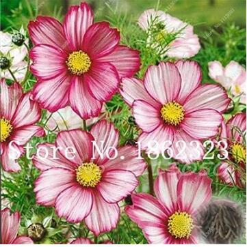 Cosmos, Chocolate Red & White