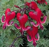 Dicentra spectabilis, Dark Red